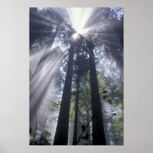 NA, VS, Californië. Deelstaat Del Norte Poster