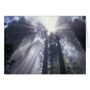 NA, VS, Californië. Del Norte Coast State 2