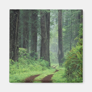 NA, VS, Californië. Del Norte Coast State Park. 3 Magneet