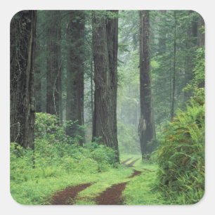 NA, VS, Californië. Del Norte Coast State Park. 3 Vierkante Sticker