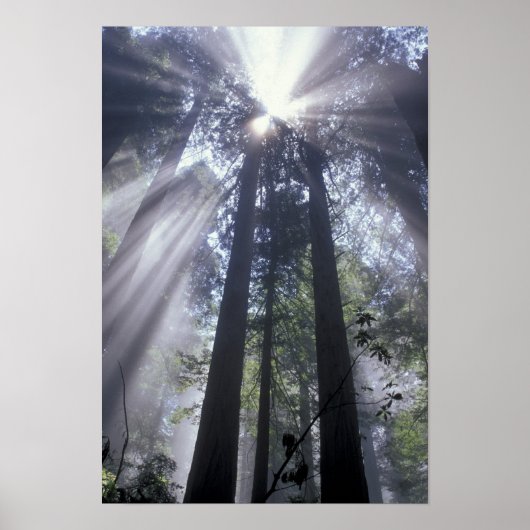 NA, VS, Californië. Del Norte Coast State Poster (Voorkant)