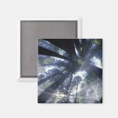 NA, VS, Californië, Del Norte Redwood State Magneet (Voorkant / Achterkant)