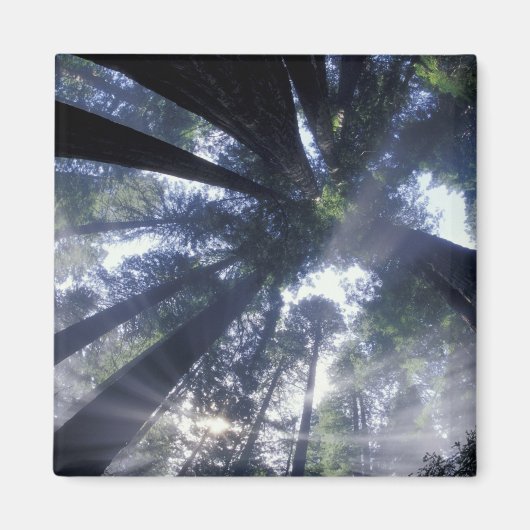 NA, VS, Californië, Del Norte Redwood State Magneet (Voorkant)