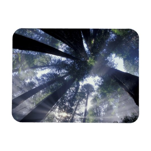 NA, VS, Californië, Del Norte Redwood State Magneet (Horizontaal)