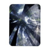 NA, VS, Californië, Del Norte Redwood State Magneet (Verticaal)