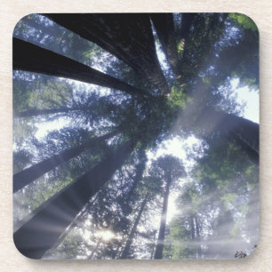 NA, VS, Californië, Del Norte Redwoods State Onderzetter