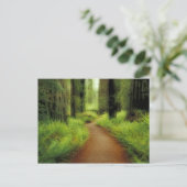 NA, VS, Californië, Jedediah Smith Redwood Briefkaart (Staand voorkant)