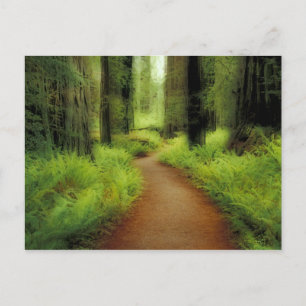 NA, VS, Californië, Jedediah Smith Redwood Briefkaart
