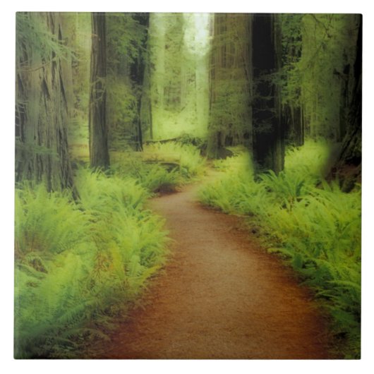 NA, VS, Californië, Jedediah Smith Redwood Tegeltje (Voorkant)