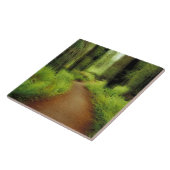 NA, VS, Californië, Jedediah Smith Redwood Tegeltje (Zijkant)