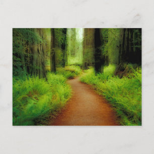 NA, VS, Californië, Jedediah Smith Redwoods Briefkaart