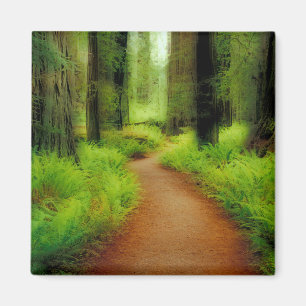 NA, VS, Californië, Jedediah Smith Redwoods Magneet