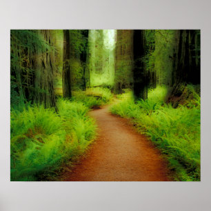 NA, VS, Californië, Jedediah Smith Redwoods Poster
