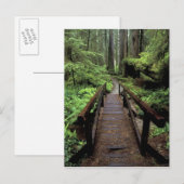 NA, VS, Californië, Jedidiah Smith Redwood Briefkaart (Voorkant / Achterkant)