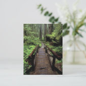 NA, VS, Californië, Jedidiah Smith Redwood Briefkaart (Staand voorkant)