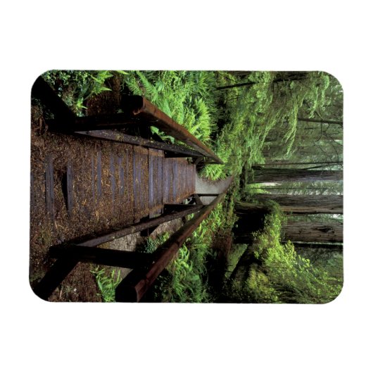 NA, VS, Californië, Jedidiah Smith Redwood Magneet (Horizontaal)