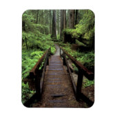 NA, VS, Californië, Jedidiah Smith Redwood Magneet (Verticaal)