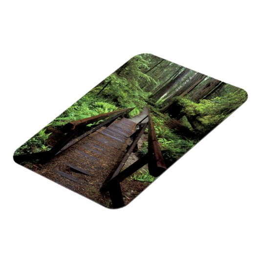 NA, VS, Californië, Jedidiah Smith Redwood Magneet (Linkerzijde)