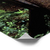 NA, VS, Californië, Jedidiah Smith Redwood Poster (Hoek)