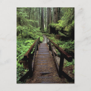 NA, VS, Californië, Jedidiah Smith Redwoods Briefkaart