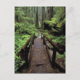 NA, VS, Californië, Jedidiah Smith Redwoods Briefkaart