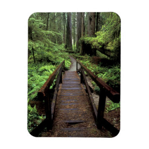 NA, VS, Californië, Jedidiah Smith Redwoods Magneet
