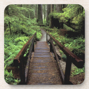 NA, VS, Californië, Jedidiah Smith Redwoods Onderzetter