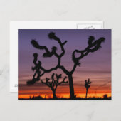 NA, VS, Californië. Joshua Tree National Briefkaart (Voorkant / Achterkant)