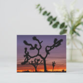NA, VS, Californië. Joshua Tree National Briefkaart (Staand voorkant)