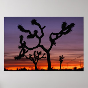 NA, VS, Californië. Joshua Tree National Poster
