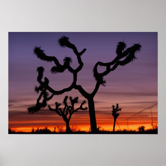 NA, VS, Californië. Joshua Tree National Poster (Voorkant)