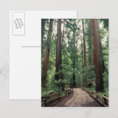 NA, VS, Californië, Marin County, Muir Bossen Briefkaart (Voorkant / Achterkant)