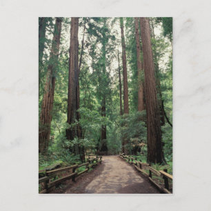 NA, VS, Californië, Marin County, Muir Woods Briefkaart
