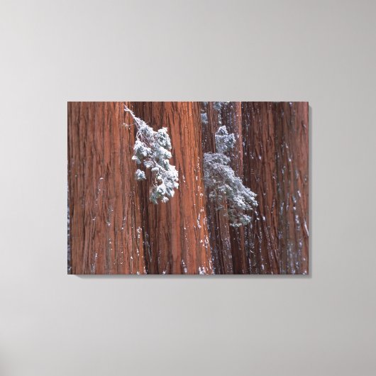 NA, VS, Californië. Nationaal park Sequoia. 2 Canvas Afdruk (Voorkant)
