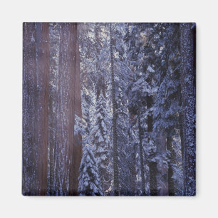 NA, VS, Californië. Nationaal Park Sequoia 2 Magneet