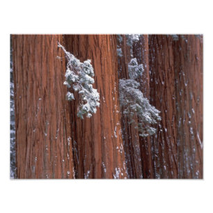 NA, VS, Californië. Nationaal park Sequoia. Foto Afdruk