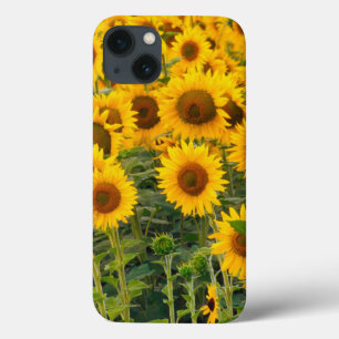Na, VS, Colorado, zonnebloemen Case-Mate iPhone Case