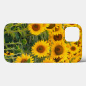 Na, VS, Colorado, zonnebloemen Case-Mate iPhone Case (Achterkant (horizontaal))