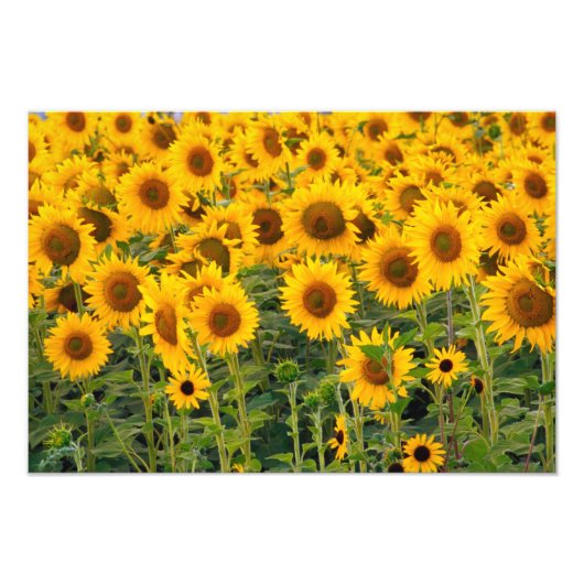 Na, VS, Colorado, Zonnebloemen Foto Afdruk (Voorkant)