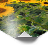 Na, VS, Colorado, Zonnebloemen Foto Afdruk (Hoek)