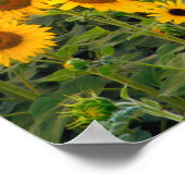 Na, VS, Colorado, zonnebloemen Poster (Hoek)