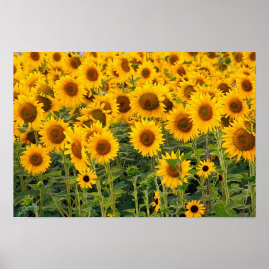 Na, VS, Colorado, zonnebloemen Poster (Voorkant)