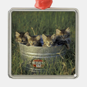 NA, VS, Florida, landelijk Florida. Acht weken oud Metalen Ornament