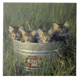 NA, VS, Florida, landelijke Florida. Acht weken ou Tegeltje