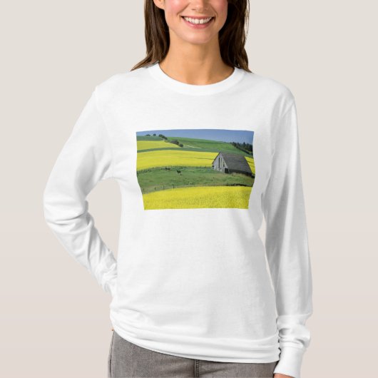 NA, VS, Idaho, nabij Potlatch, Koolzaad en oud T-shirt (Voorkant)