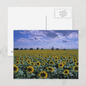 NA, VS, Kansas, Zonnebloem gewas Briefkaart (Voorkant / Achterkant)