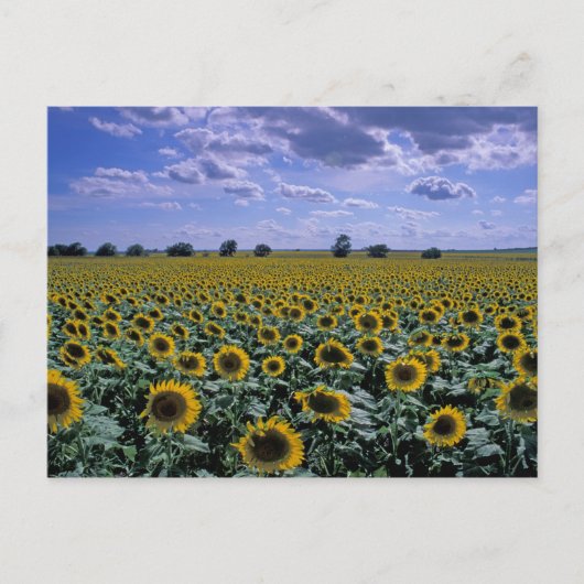 NA, VS, Kansas, Zonnebloem gewas Briefkaart (Voorkant)