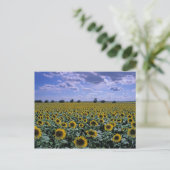 NA, VS, Kansas, Zonnebloem gewas Briefkaart (Staand voorkant)