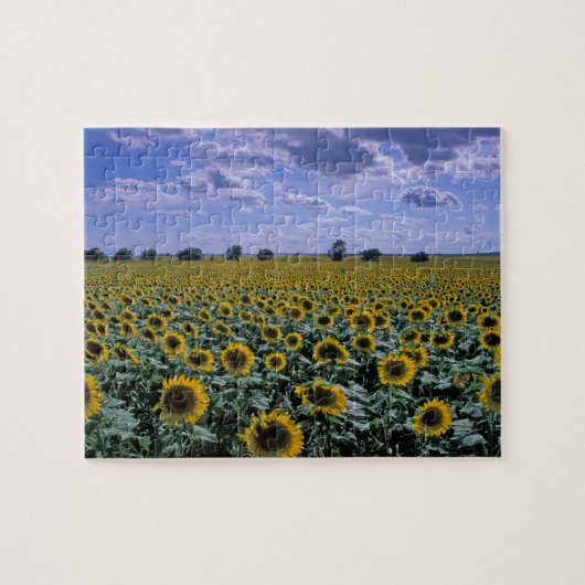 NA, VS, Kansas, Zonnebloem gewas Legpuzzel (Horizontaal)