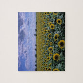 NA, VS, Kansas, Zonnebloem gewas Legpuzzel (Verticaal)